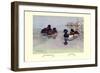 New Zealand Scaup and Tufted Ducks-Allan Brooks-Framed Premium Giclee Print