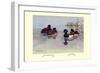 New Zealand Scaup and Tufted Ducks-Allan Brooks-Framed Premium Giclee Print