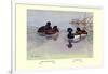 New Zealand Scaup and Tufted Ducks-Allan Brooks-Framed Art Print