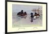 New Zealand Scaup and Tufted Ducks-Allan Brooks-Framed Art Print