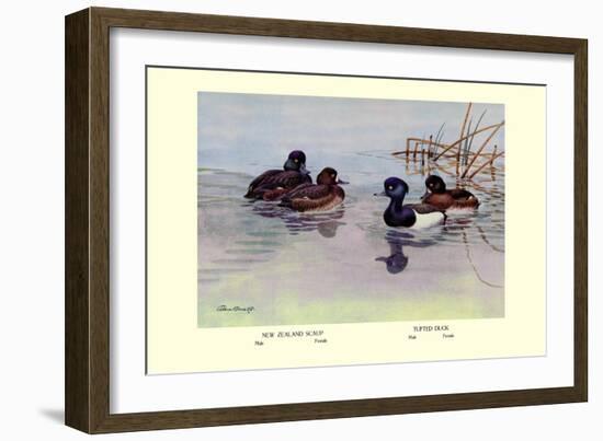 New Zealand Scaup and Tufted Ducks-Allan Brooks-Framed Art Print