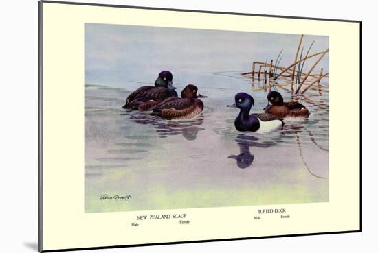 New Zealand Scaup and Tufted Ducks-Allan Brooks-Mounted Art Print