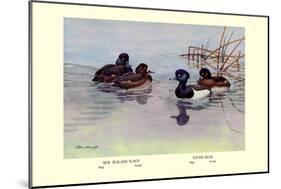 New Zealand Scaup and Tufted Ducks-Allan Brooks-Mounted Art Print