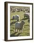 New Zealand, Sheep on the Pasture-Thonig-Framed Photographic Print