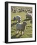 New Zealand, Sheep on the Pasture-Thonig-Framed Photographic Print