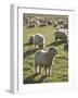 New Zealand, Sheep on the Pasture-Thonig-Framed Photographic Print