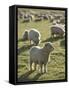 New Zealand, Sheep on the Pasture-Thonig-Framed Stretched Canvas