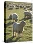 New Zealand, Sheep on the Pasture-Thonig-Stretched Canvas