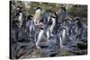 New Zealand, Snares Islands, The Snares. Snares crested penguin.-Cindy Miller Hopkins-Stretched Canvas