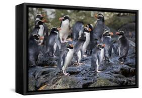 New Zealand, Snares Islands, The Snares. Snares crested penguin.-Cindy Miller Hopkins-Framed Stretched Canvas