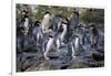 New Zealand, Snares Islands, The Snares. Snares crested penguin.-Cindy Miller Hopkins-Framed Photographic Print