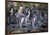 New Zealand, Snares Islands, The Snares. Snares crested penguin.-Cindy Miller Hopkins-Framed Photographic Print