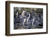New Zealand, Snares Islands, The Snares. Snares crested penguin.-Cindy Miller Hopkins-Framed Photographic Print