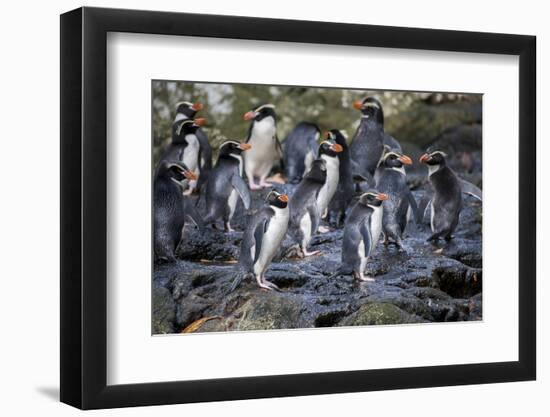 New Zealand, Snares Islands, The Snares. Snares crested penguin.-Cindy Miller Hopkins-Framed Photographic Print