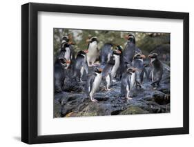 New Zealand, Snares Islands, The Snares. Snares crested penguin.-Cindy Miller Hopkins-Framed Photographic Print