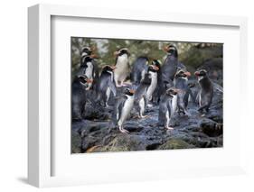 New Zealand, Snares Islands, The Snares. Snares crested penguin.-Cindy Miller Hopkins-Framed Photographic Print