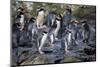 New Zealand, Snares Islands, The Snares. Snares crested penguin.-Cindy Miller Hopkins-Mounted Photographic Print
