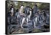 New Zealand, Snares Islands, The Snares. Snares crested penguin.-Cindy Miller Hopkins-Framed Stretched Canvas