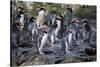 New Zealand, Snares Islands, The Snares. Snares crested penguin.-Cindy Miller Hopkins-Stretched Canvas