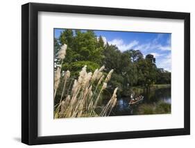 New Zealand, South Island, Christchurch, punting on the Avon River-Walter Bibikow-Framed Photographic Print