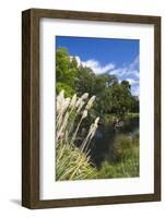 New Zealand, South Island, Christchurch, punting on the Avon River-Walter Bibikow-Framed Photographic Print