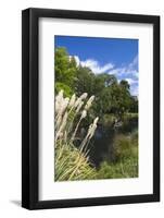 New Zealand, South Island, Christchurch, punting on the Avon River-Walter Bibikow-Framed Photographic Print