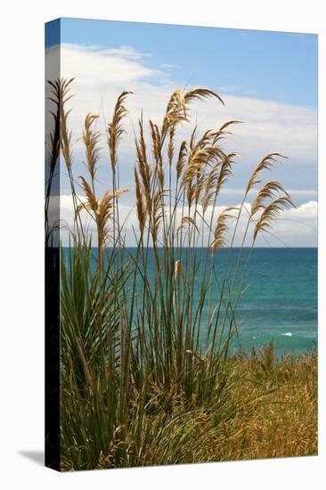 New Zealand, South Island, Coast Near Dunedin-Catharina Lux-Stretched Canvas