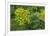 New Zealand, South Island, Dunedin, Otago Peninsula. Succulent Garden.-Cindy Miller Hopkins-Framed Photographic Print