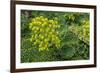 New Zealand, South Island, Dunedin, Otago Peninsula. Succulent Garden.-Cindy Miller Hopkins-Framed Photographic Print