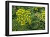 New Zealand, South Island, Dunedin, Otago Peninsula. Succulent Garden.-Cindy Miller Hopkins-Framed Photographic Print