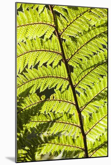 New Zealand, South Island, Fox Glacier Village, Lake Matheson, ferns-Walter Bibikow-Mounted Photographic Print