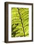 New Zealand, South Island, Fox Glacier Village, Lake Matheson, ferns-Walter Bibikow-Framed Photographic Print