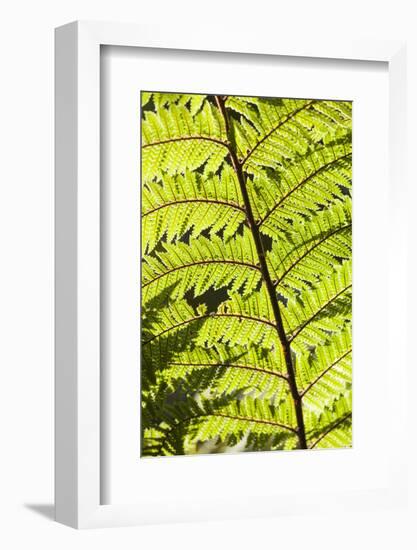 New Zealand, South Island, Fox Glacier Village, Lake Matheson, ferns-Walter Bibikow-Framed Photographic Print