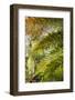 New Zealand, South Island, Fox Glacier Village, Lake Matheson, ferns-Walter Bibikow-Framed Photographic Print