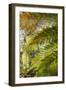 New Zealand, South Island, Fox Glacier Village, Lake Matheson, ferns-Walter Bibikow-Framed Photographic Print