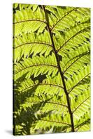 New Zealand, South Island, Fox Glacier Village, Lake Matheson, ferns-Walter Bibikow-Stretched Canvas