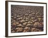 New Zealand, South Island, Marlborough Sounds, Cape Jackson-Thonig-Framed Photographic Print