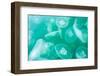 New Zealand, South Island, Marlborough Sounds. Common jellyfish (Aurelia aurita).-Fredrik Norrsell-Framed Photographic Print