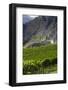 New Zealand, South Island, Otago, Gibbston, vineyard-Walter Bibikow-Framed Photographic Print