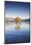 New Zealand, South Island, Otago, Wanaka, Lake Wanaka, solitary tree, dawn-Walter Bibikow-Mounted Photographic Print