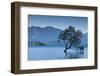 New Zealand, South Island, Otago, Wanaka, Lake Wanaka, solitary tree, dusk-Walter Bibikow-Framed Photographic Print