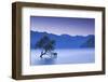 New Zealand, South Island, Otago, Wanaka, Lake Wanaka, solitary tree, dusk-Walter Bibikw-Framed Photographic Print