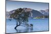 New Zealand, South Island, Otago, Wanaka, Lake Wanaka, solitary tree, dusk-Walter Bibikow-Mounted Photographic Print