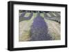 New Zealand, South Island, Otago, Wanaka, lavender farm-Walter Bibikow-Framed Photographic Print