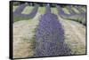 New Zealand, South Island, Otago, Wanaka, lavender farm-Walter Bibikow-Framed Stretched Canvas