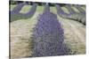 New Zealand, South Island, Otago, Wanaka, lavender farm-Walter Bibikow-Stretched Canvas