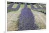 New Zealand, South Island, Otago, Wanaka, lavender farm-Walter Bibikow-Framed Photographic Print