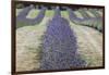 New Zealand, South Island, Otago, Wanaka, lavender farm-Walter Bibikow-Framed Photographic Print