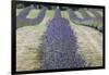 New Zealand, South Island, Otago, Wanaka, lavender farm-Walter Bibikow-Framed Photographic Print