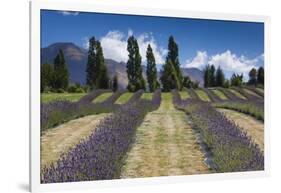 New Zealand, South Island, Otago, Wanaka, lavender farm-Walter Bibikow-Framed Photographic Print